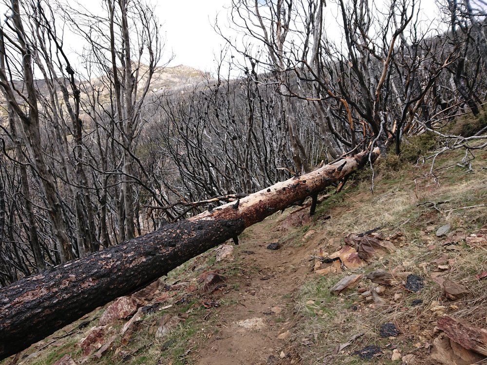 The trail provides since obstacles to overcome.