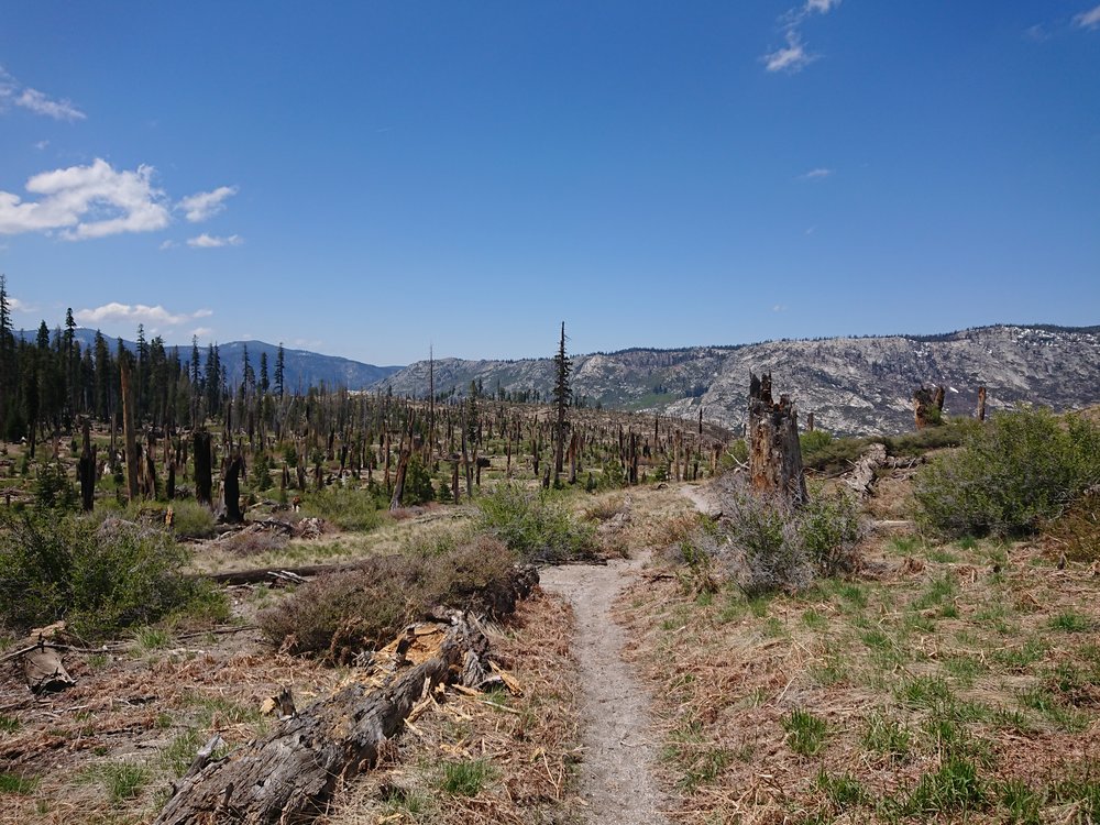 After getting back to the PCT we hiked in true summer conditions for quite some time