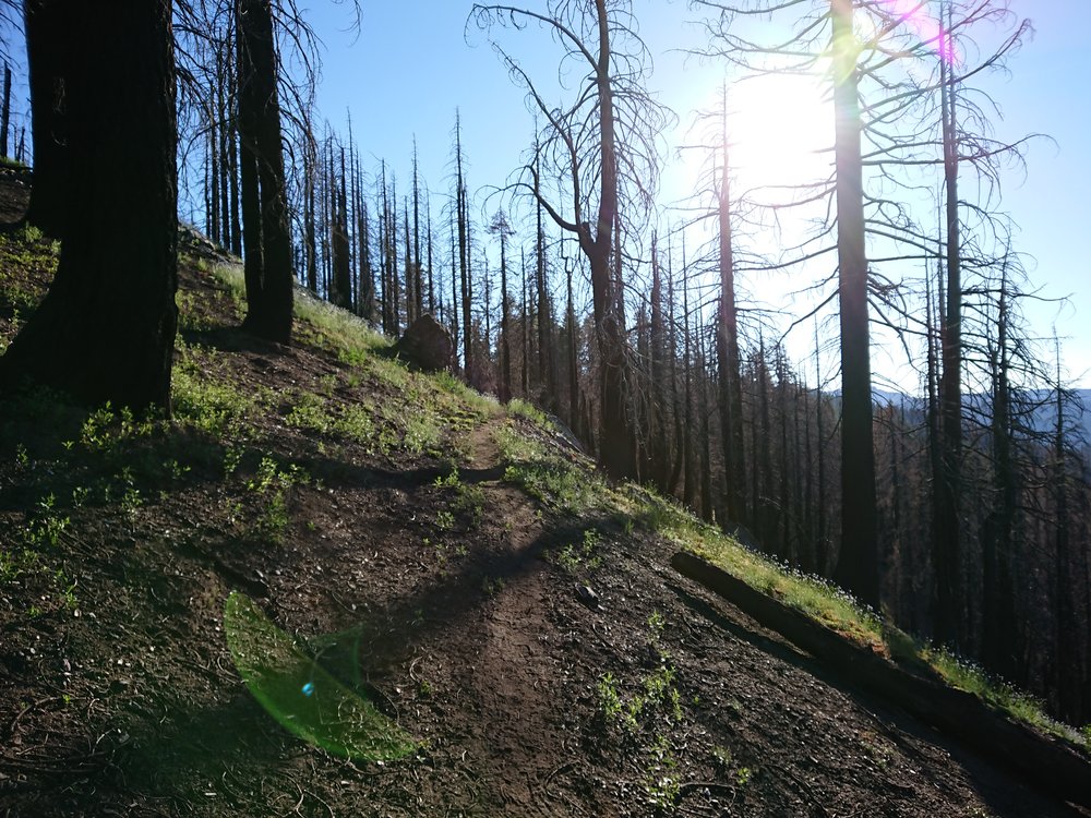 I spent quite some time walking through a recently burned area