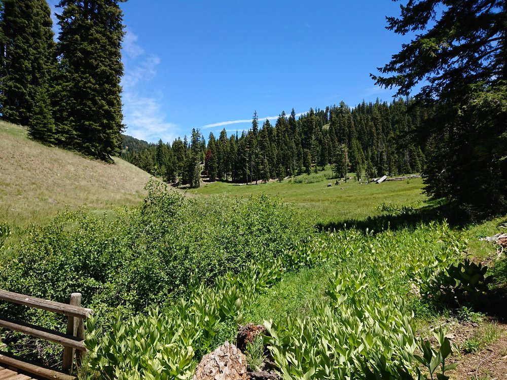 Shortly before the Oregon border I passed through a beautiful meadow