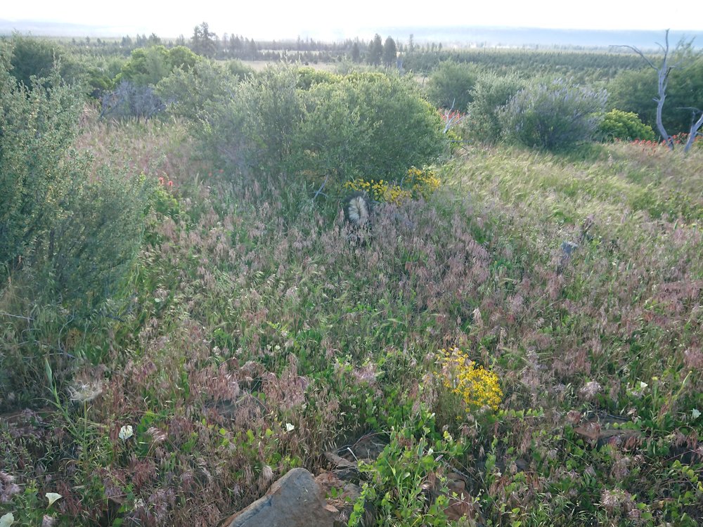 Once if the scariest animals I have met on trail. Getting sprayed by a skunk would suck
