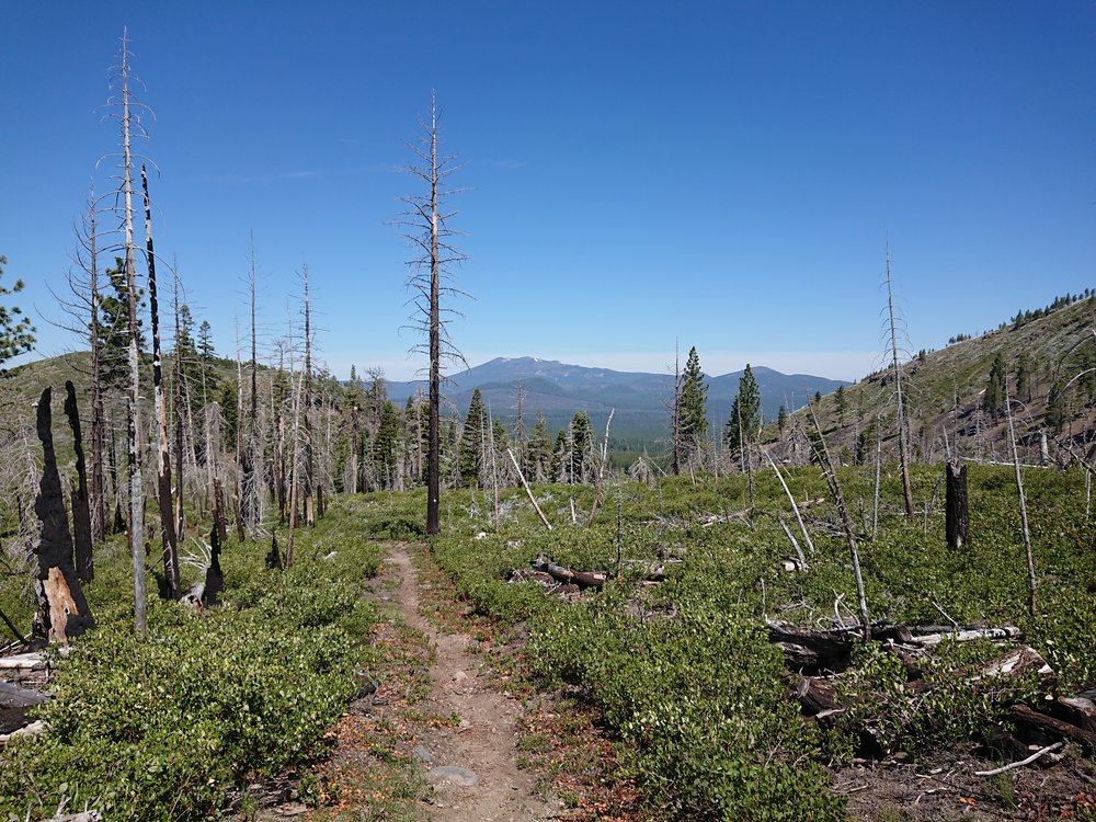 I walked through a big burn area for quite some time