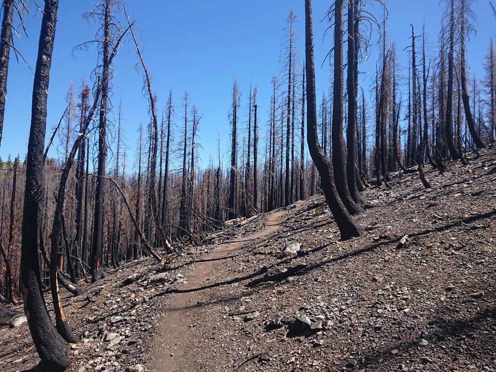 For a lot of miles I was walking in a burn area. This is always quite sad