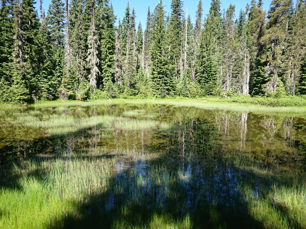 Perfect mosquito breeding ground?