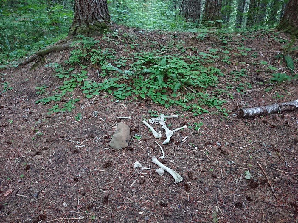 Bones at my campsite, is that a good sign?
