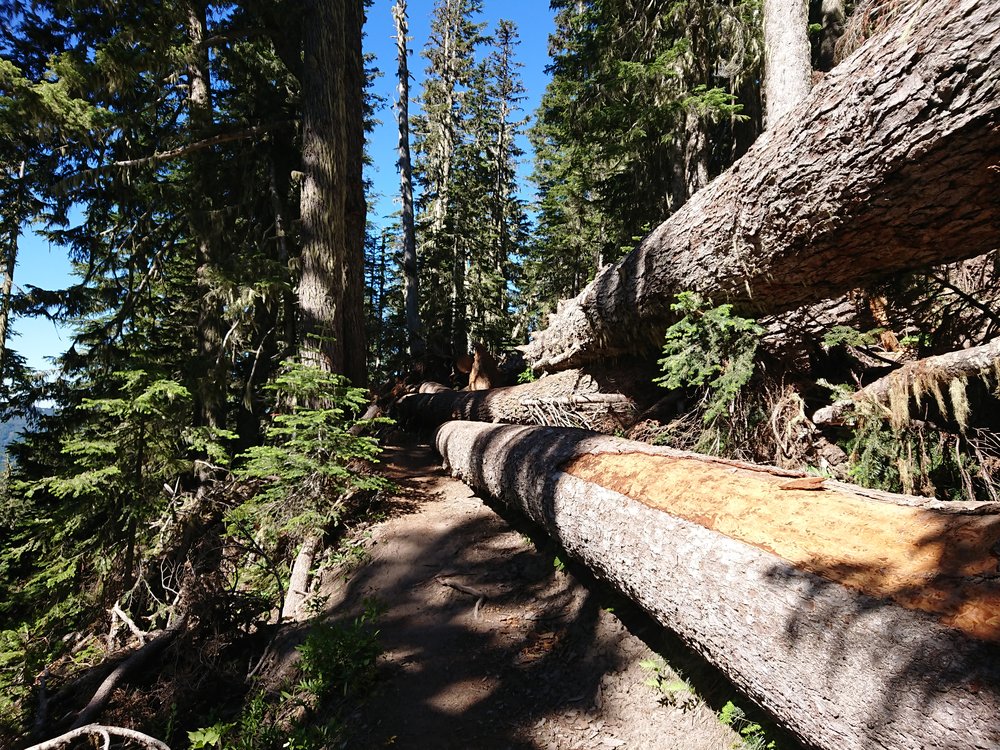 Massive deadfall on the trail